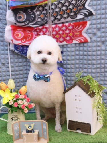 20230520Mapleちゃん